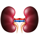 kidney