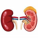 kidney