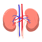 kidney