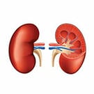 kidney