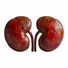 kidney