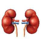 kidney