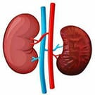 kidney