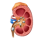 kidney