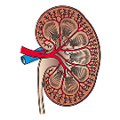 kidney