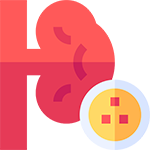 kidney