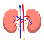 kidney