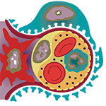 kidney