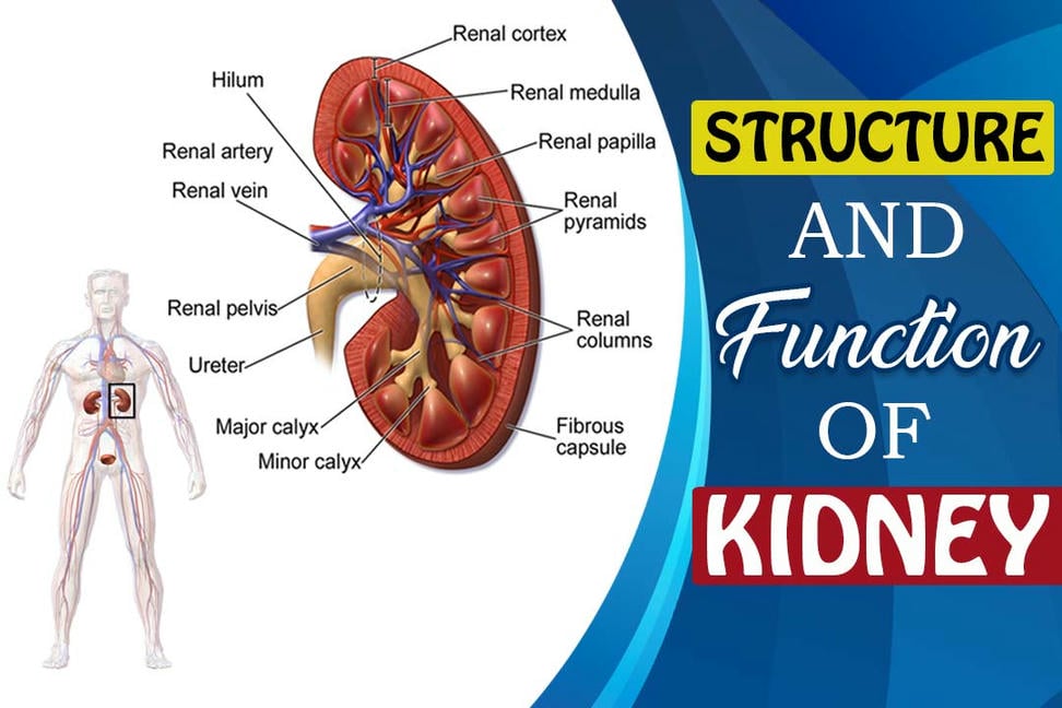 kidney-treatment-in-ayurveda