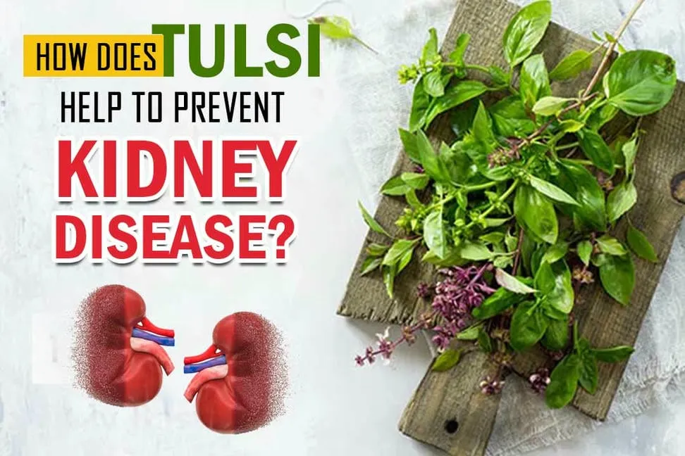 How Tulsi Helps to Prevent Kidney Disease