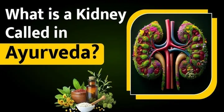 what-is-a-kidney-called-in-ayurveda