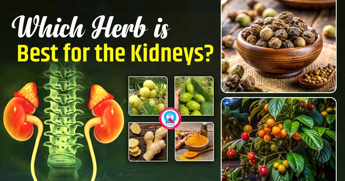which-herb-is-best-for-the-kidneys