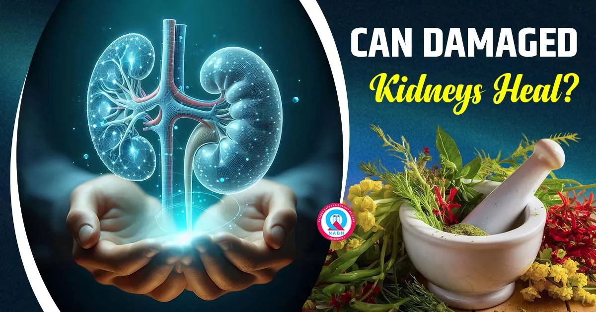 can-damaged-kidneys-heal