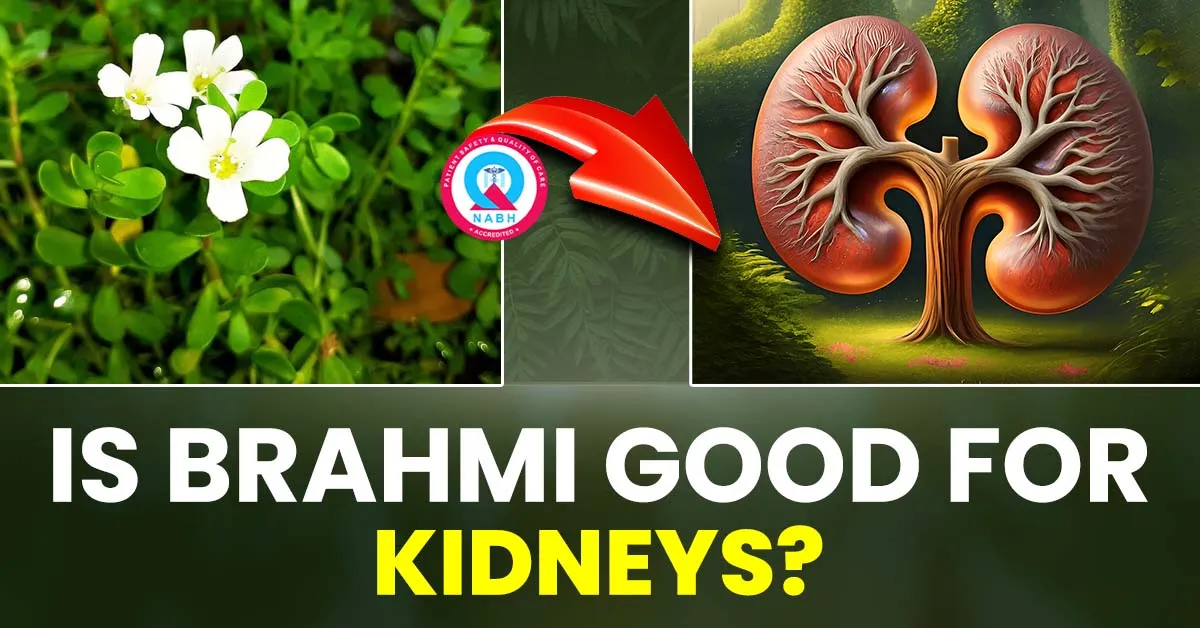 is-brahmi-good-for-kidneys