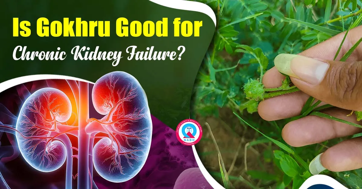 is-gokhru-good-for-chronic-kidney-failure